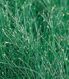 GRACEFUL GRASSES FIBER OPTIC GRASS