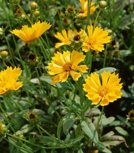 ‘Jethro Tull’ coreopsis