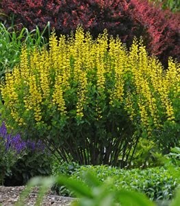 YELLOW BAPTISIA