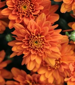 CHRYSANTHEMUM