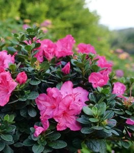 Perfecto Mundo Epic Pink® reblooming azalea