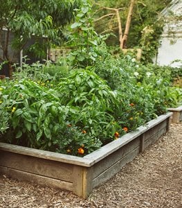 Raised vegetable bed