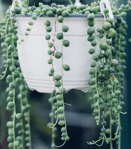 STRING OF PEARLS PLANT