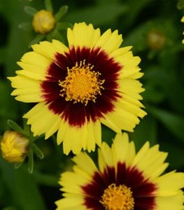 Uptick™ Yellow & Red tickseed