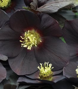 Honeymoon® New York Night hellebore