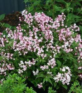 DEUTZIA