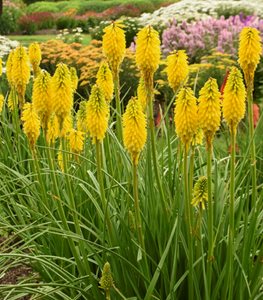 RED HOT POKER PLANT