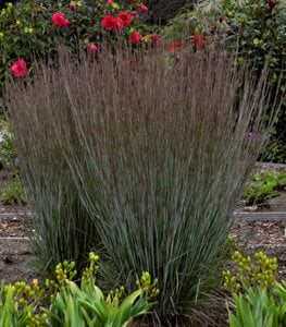 PRAIRIE WINDS® 'BLUE PARADISE' LITTLE BLUESTEM