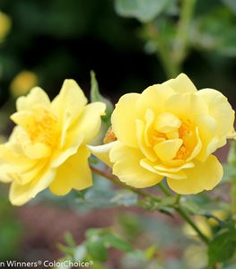 YELLOW ROSE