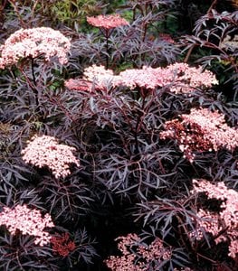 BLACK LACE® ELDERBERRY