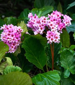 Bergenia