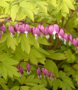 'Gold Heart' Old Fashioned Bleeding Heart