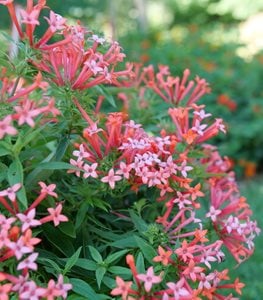 ESTRELLITA LITTLE STAR® FIRECRACKER BUSH