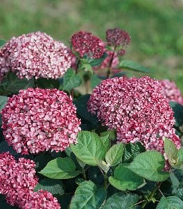 INVINCIBELLE GARNETTA