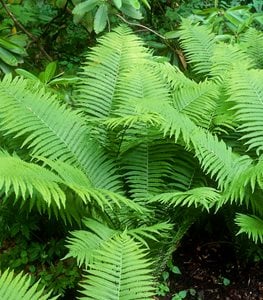 OSTRICH FERN