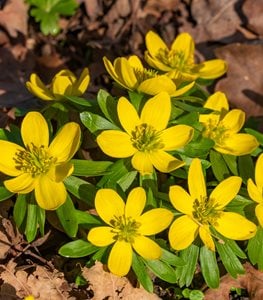Winter aconite