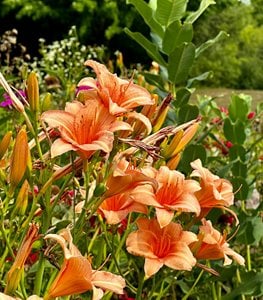 peach daylily flowers