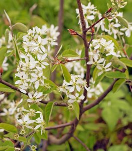 CANADIAN SERVICEBERRY