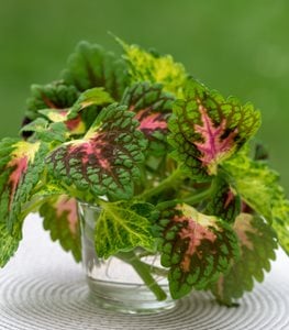 Coleus in water