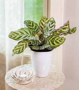 MEDALLION CALATHEA
