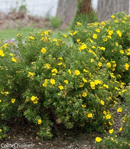 POTENTILLA