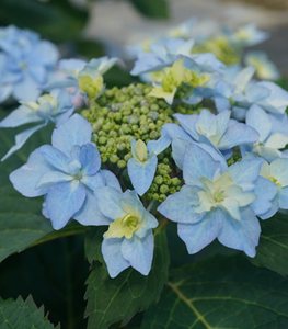 TUFF STUFF AH-HA® HYDRANGEA