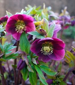 Hellebore