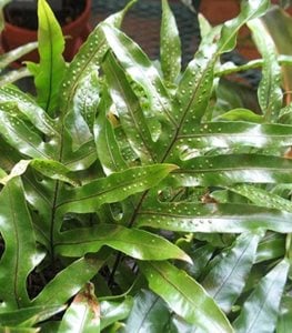 KANGAROO FERN