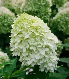 LITTLE LIME® hydrangea