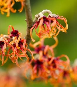 Witch hazel flower