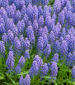 Grape hyacinth (Muscari) flowers
