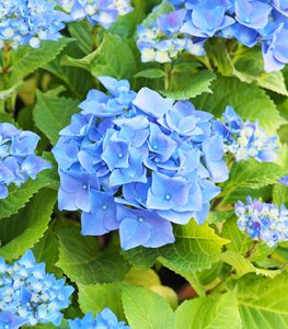 NIKKO BLUE HYDRANGEA