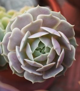 'Lola' echeveria