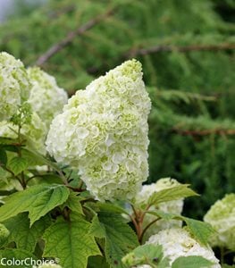 Gatsby Moon® oakleaf hydrangea