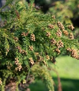 JAPANESE CEDAR TREE