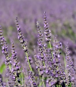 How to Plant and Grow Lavender