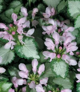 'Pink Chablis' spotted deadnettle