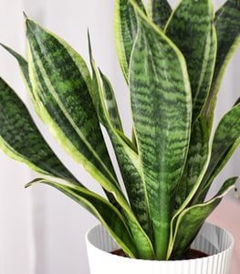 SNAKE PLANT
