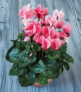 CYCLAMEN