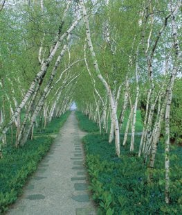 Birch trees - Photo by: Andrew Drake.