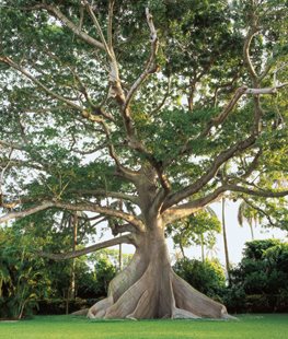 Kapok tree - Photo by: Richard Felber.