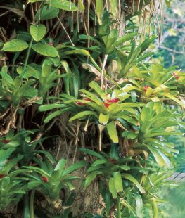 Lagerstroemia speciosa - Photo by: Alan and Linda Detrick.