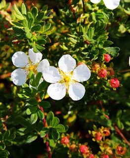Abbotswood Potentilla, Potentilla Fruticosa, White Flower
Shutterstock.com
New York, NY