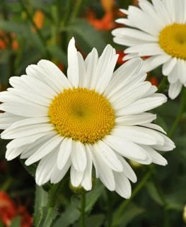 Alaska Shasta Daisy, Leucanthemum Superbum, White Flower  Shutterstock.com  New York, NY