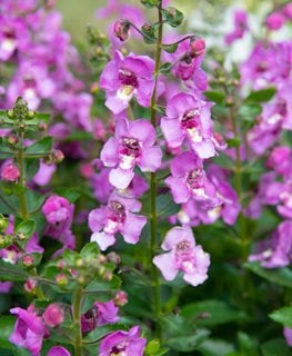 Alonia Pink Flirt Angelonia, Pink Flowers
Shutterstock.com
New York, NY