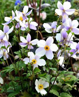 Anemone Wild Swan, White And Purple Flower
Shutterstock.com
New York, NY