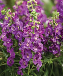 Angelface Blue Angelonia, Angelonia Hybrid, Purple Flowers
Proven Winners
Sycamore, IL