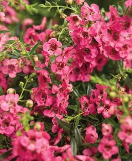 Angelface Cascade Pink, Angelonia Hybrid, Pink Angelonia
Proven Winners
Sycamore, IL