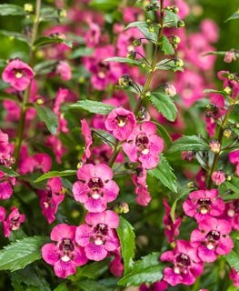 Angelface Perfectly Pink Angelonia, Pink Flowers, Angeloina Hybrid
Proven Winners
Sycamore, IL