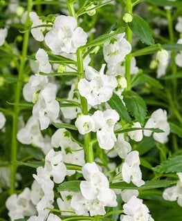 Angelface Super White, Summer Snapdragon, White Angelonia
Proven Winners
Sycamore, IL